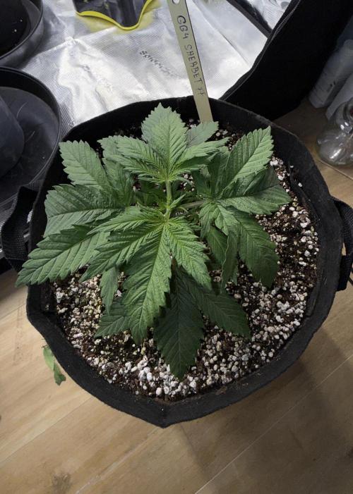 Můj první grow. Week 3