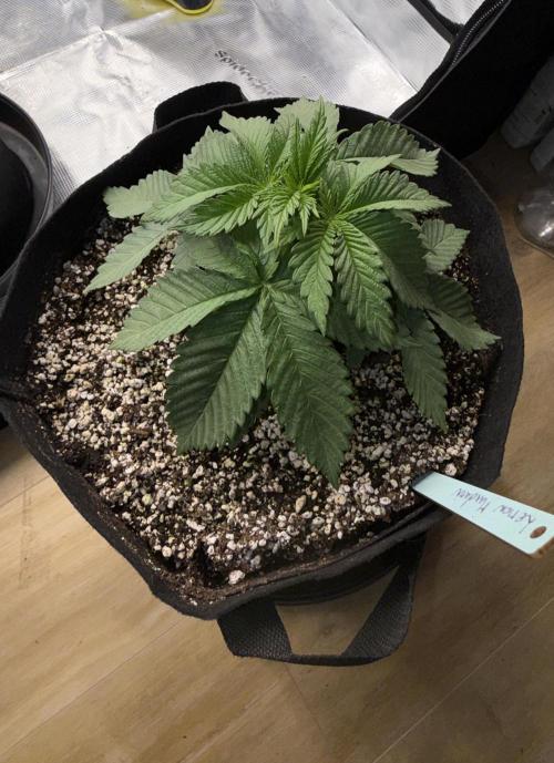Můj první grow. Week 3 - Lemon Mandarin