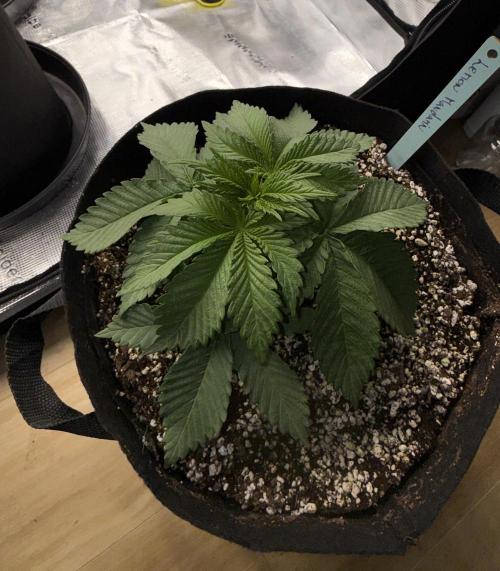 Můj první grow. Week 3 - Lemon Mandarin