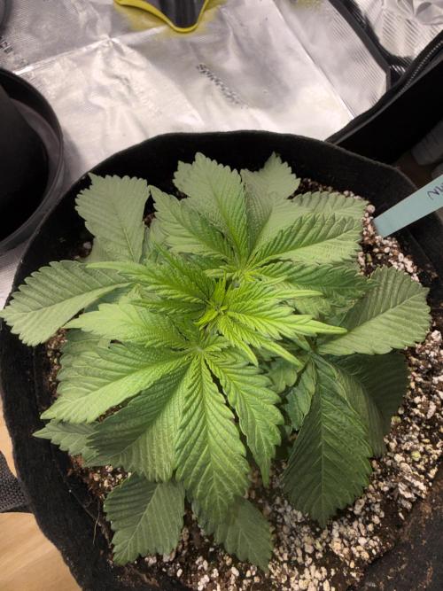 Můj první grow. Week 3 - Lemon Mandarin