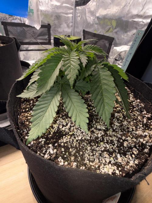 Můj první grow. Week 3 - Lemon Mandarin