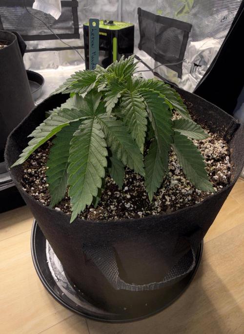 Můj první grow. Week 3 - Lemon Mandarin