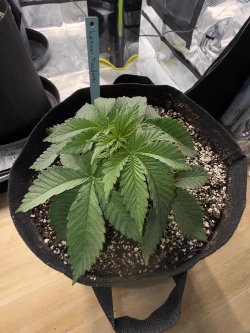 Můj první grow. Week 3