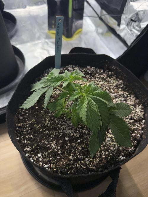 Můj první grow. Week 3 - Lemon Mandarin