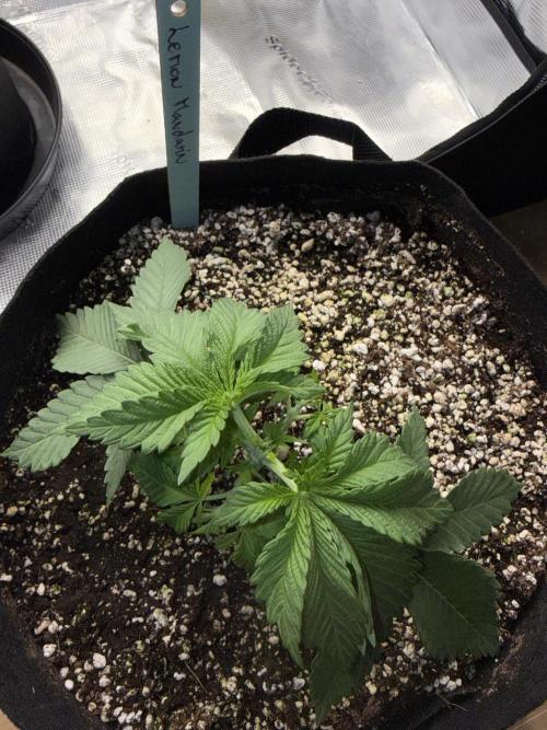 Můj první grow. Week 3 - Lemon Mandarin