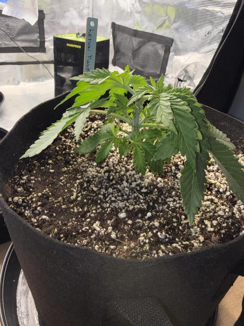 Můj první grow. Week 3 - Lemon Mandarin