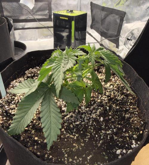 Můj první grow. Week 3 - Lemon Mandarin