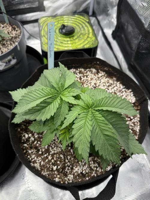Můj první grow. Week 3 - Lemon Mandarin