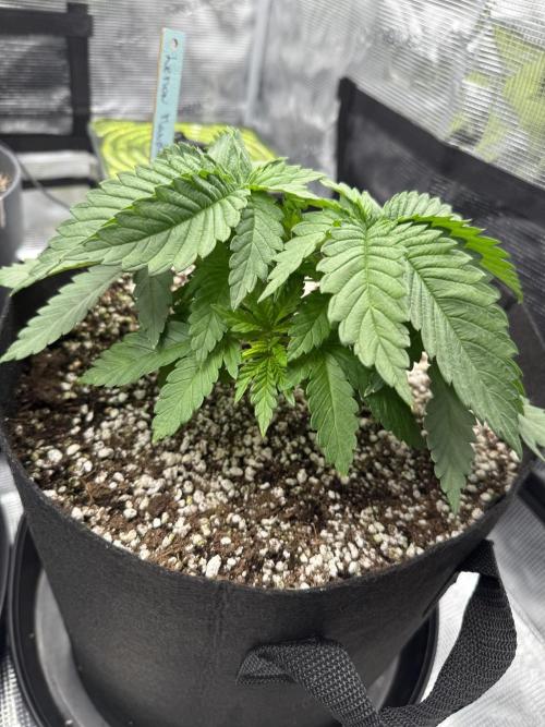 Můj první grow. Week 3