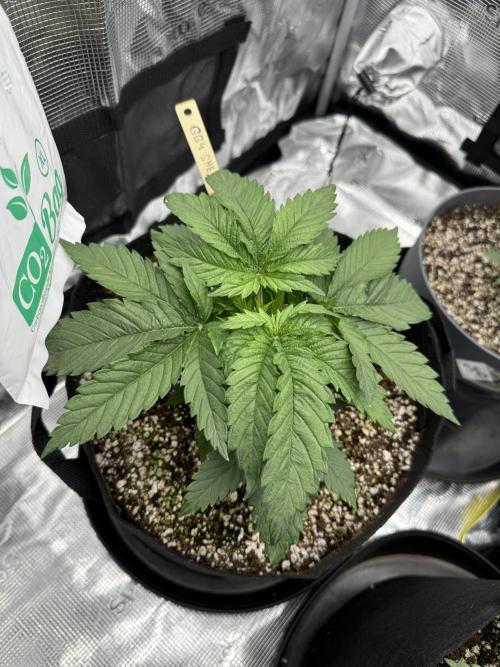 Můj první grow. Week 3 - Gg4