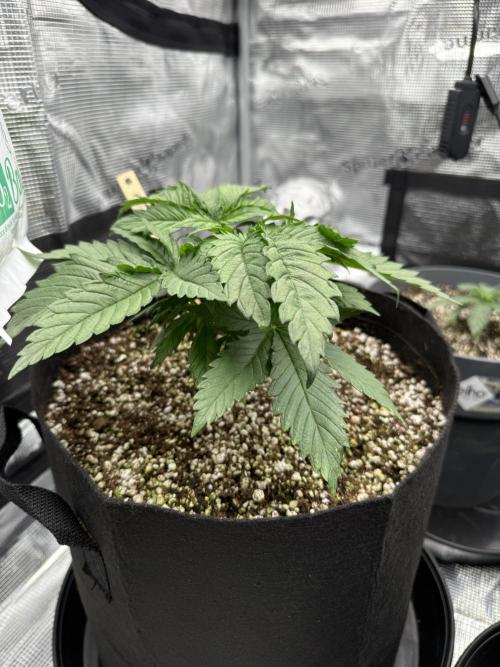 Můj první grow. Week 3