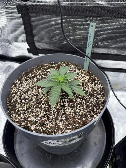 Můj první grow. Week 3 - Gorilla melon