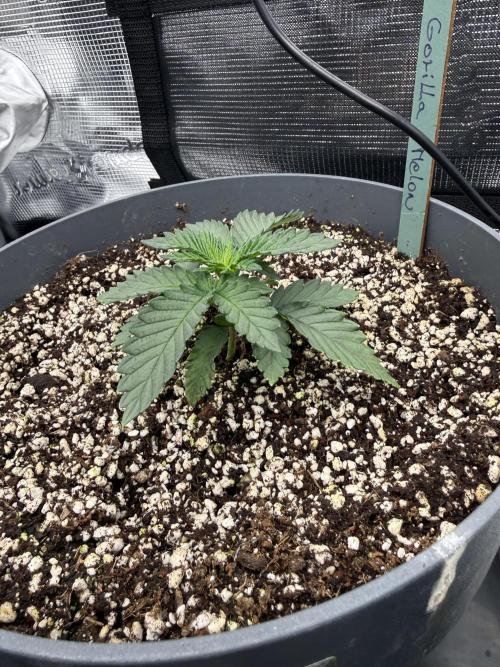 Můj první grow. Week 3 - Gorilla Melon