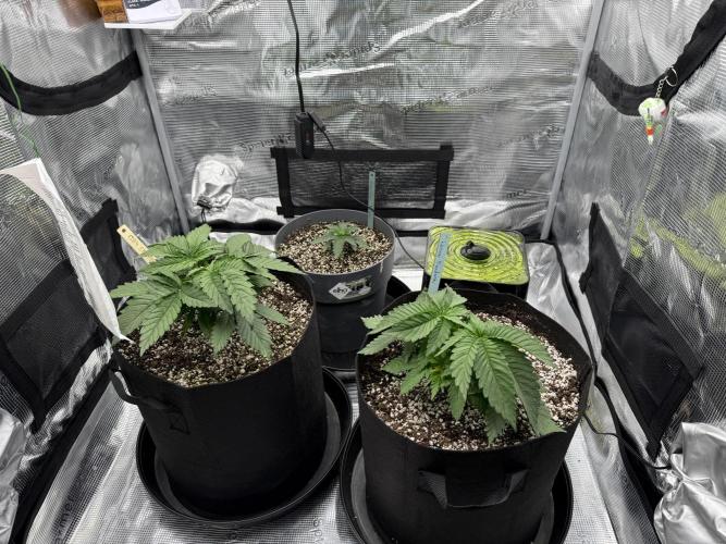 Můj první grow. Week 3