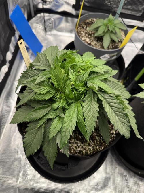 Můj první grow. Week 4