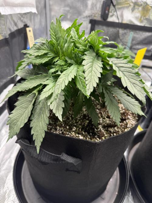 Můj první grow. Week 4