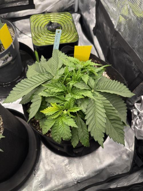 Můj první grow. Week 4