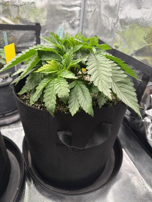 Můj první grow. Week 4