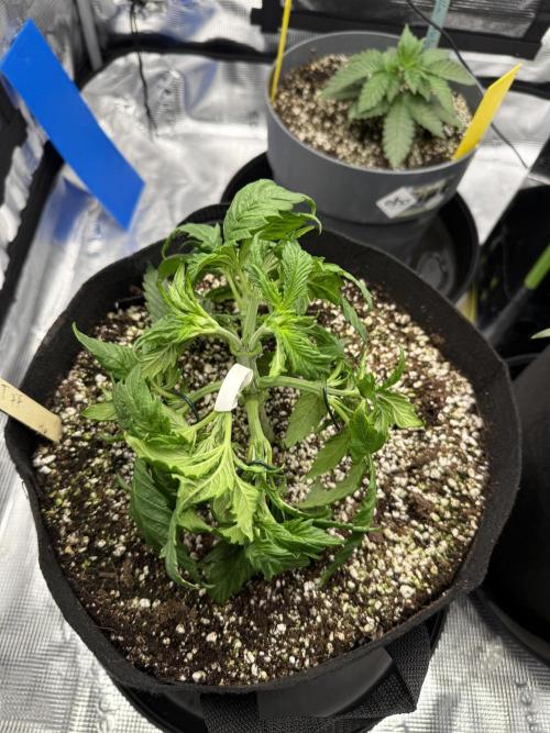 Můj první grow. Week 4
