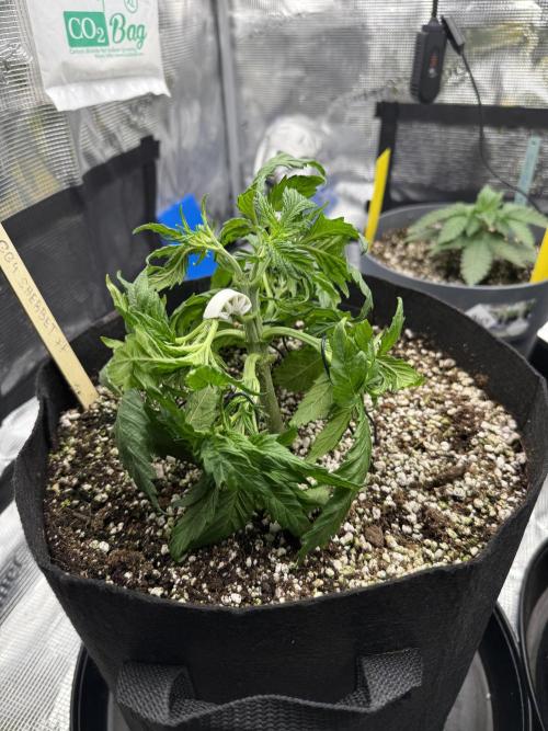 Můj první grow. Week 4