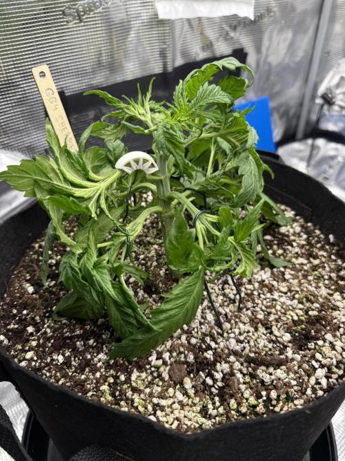 Můj první grow. Week 4