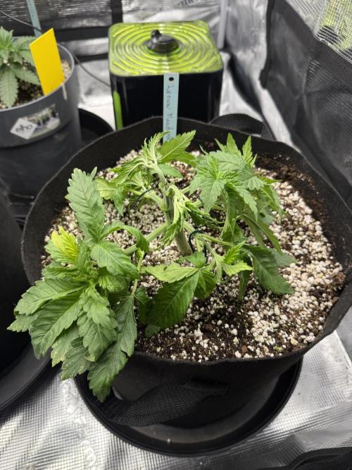 Můj první grow. Week 4
