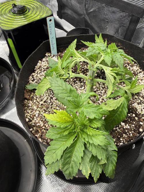 Můj první grow. Week 4