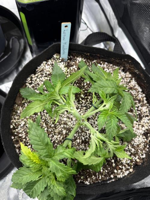 Můj první grow. Week 4