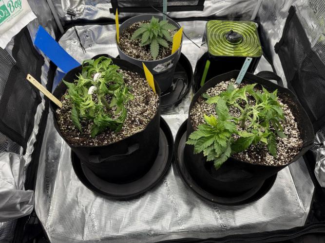 Můj první grow. Week 4