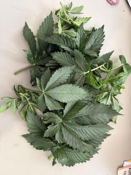 Můj první grow. Week 4