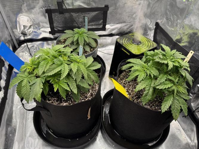 Můj první grow. Week 4