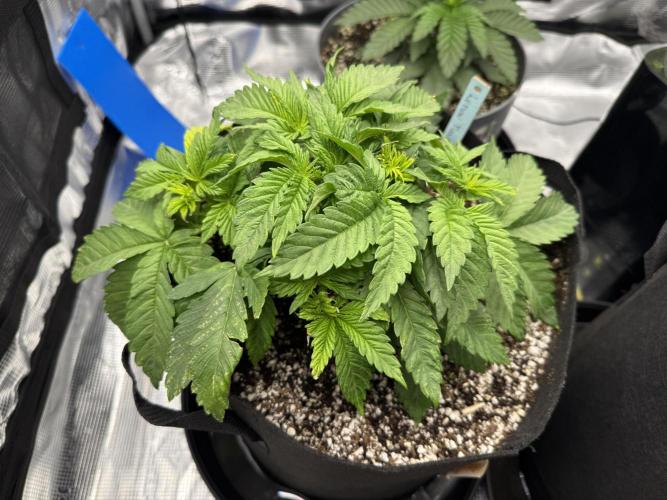 Můj první grow. Week 4