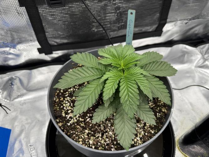 Můj první grow. Week 4