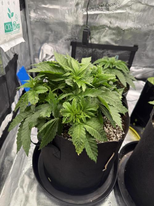 Můj první grow. Week 4
