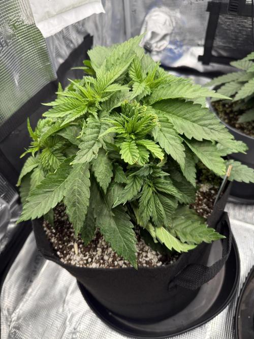 Můj první grow. Week 4