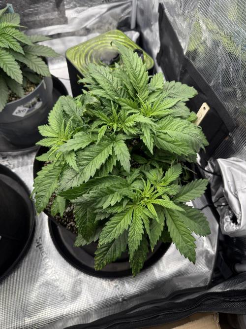 Můj první grow. Week 4