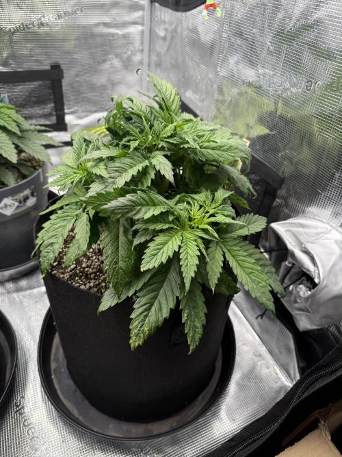 Můj první grow. Week 4