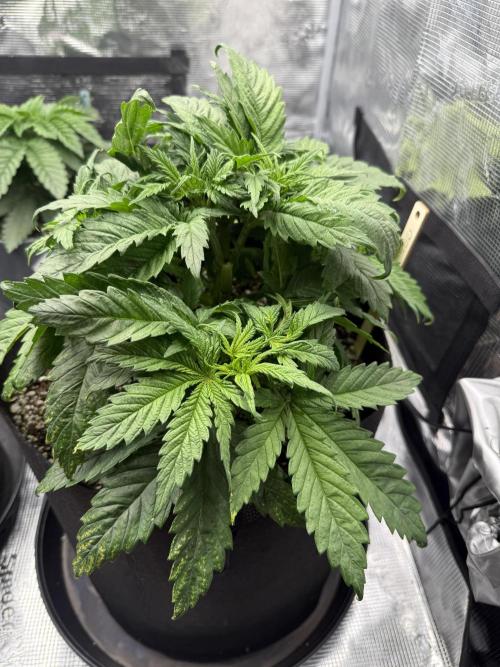 Můj první grow. Week 4
