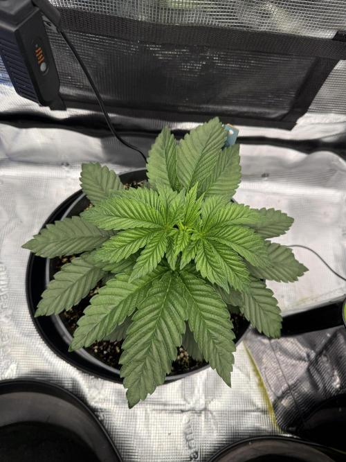 Můj první grow. Week 4