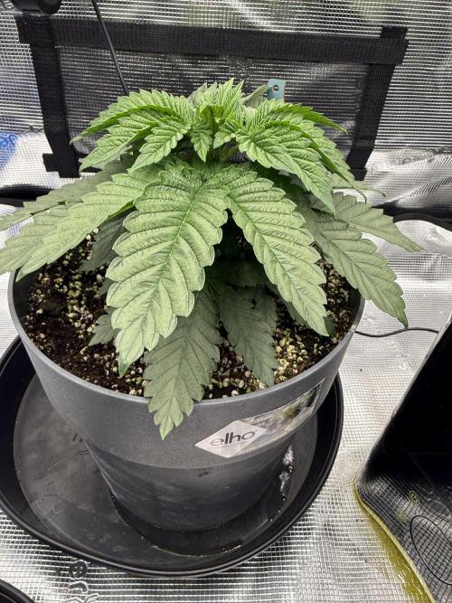Můj první grow. Week 4