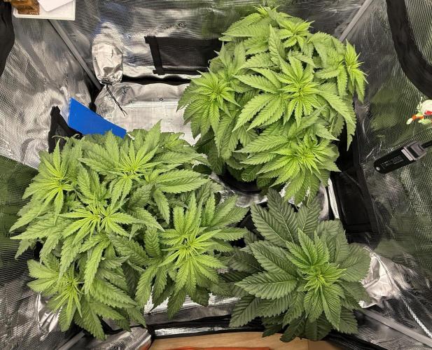 Můj první grow. Week 5