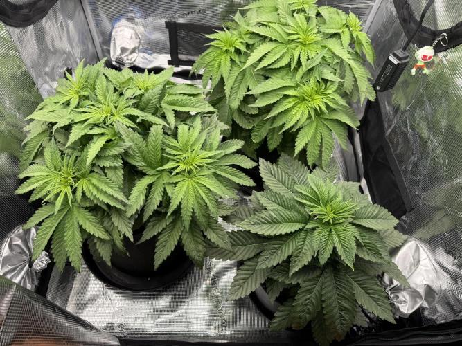 Můj první grow. Week 5