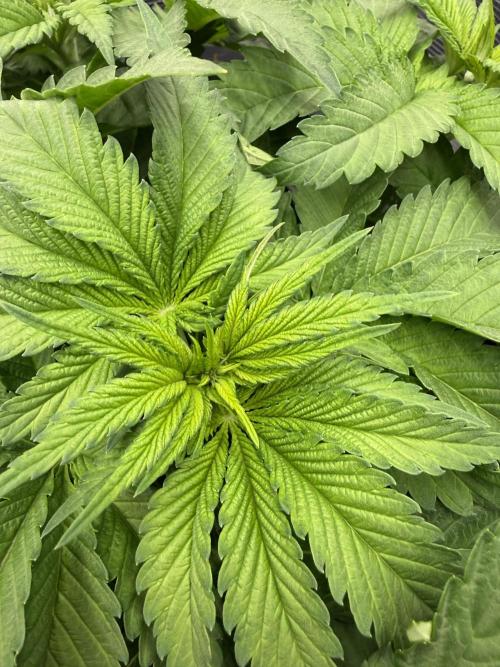 Můj první grow. Week 5