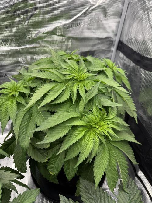 Můj první grow. Week 5