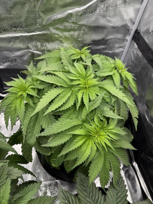 Můj první grow. Week 5