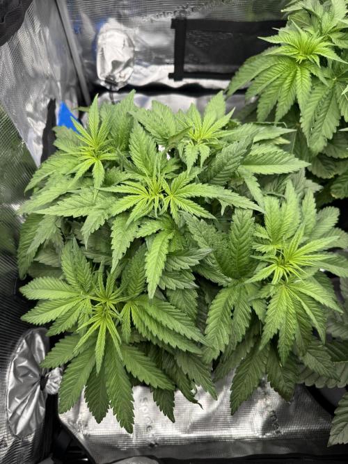 Můj první grow. Week 5