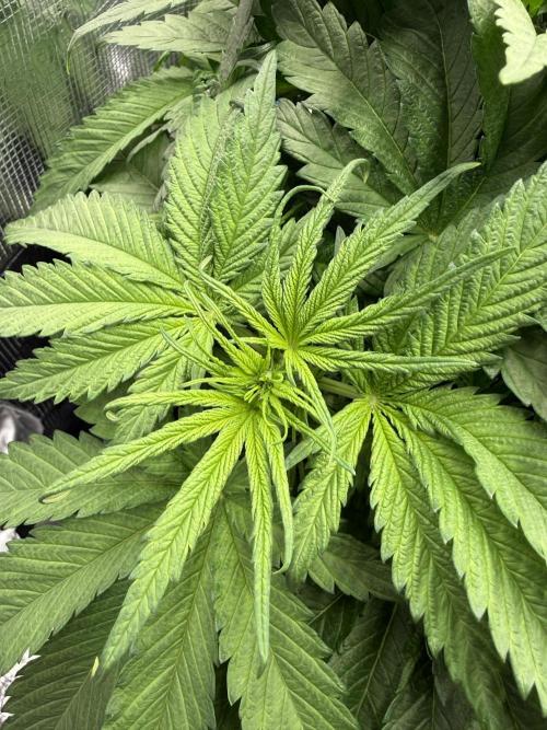 Můj první grow. Week 5