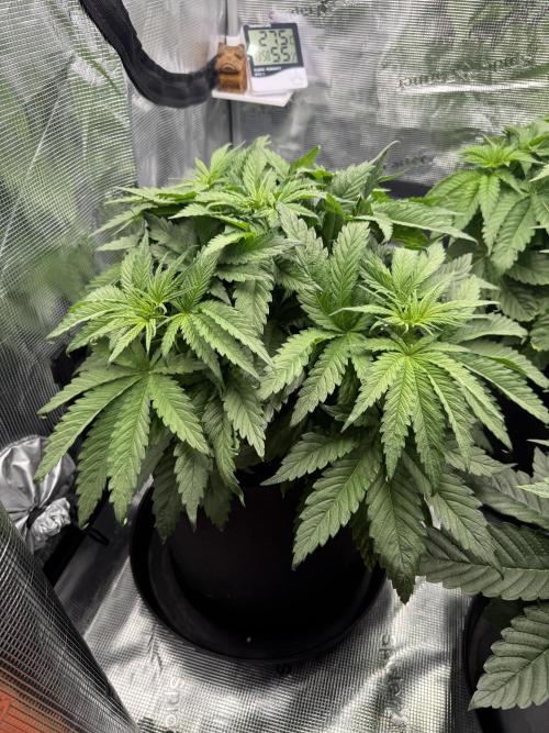 Můj první grow. Week 5