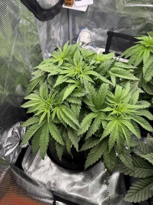 Můj první grow. Week 5