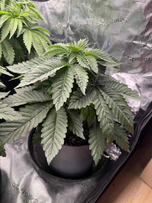 Můj první grow. Week 5